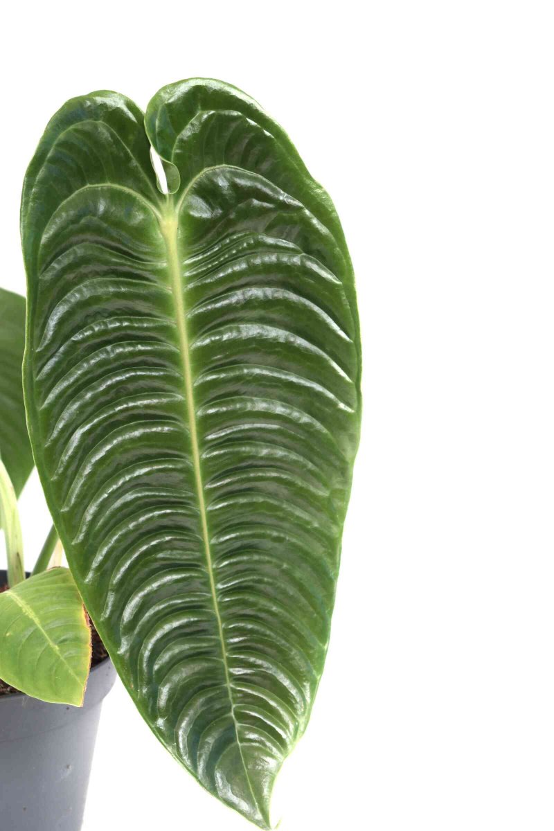 Anthurium veitchii