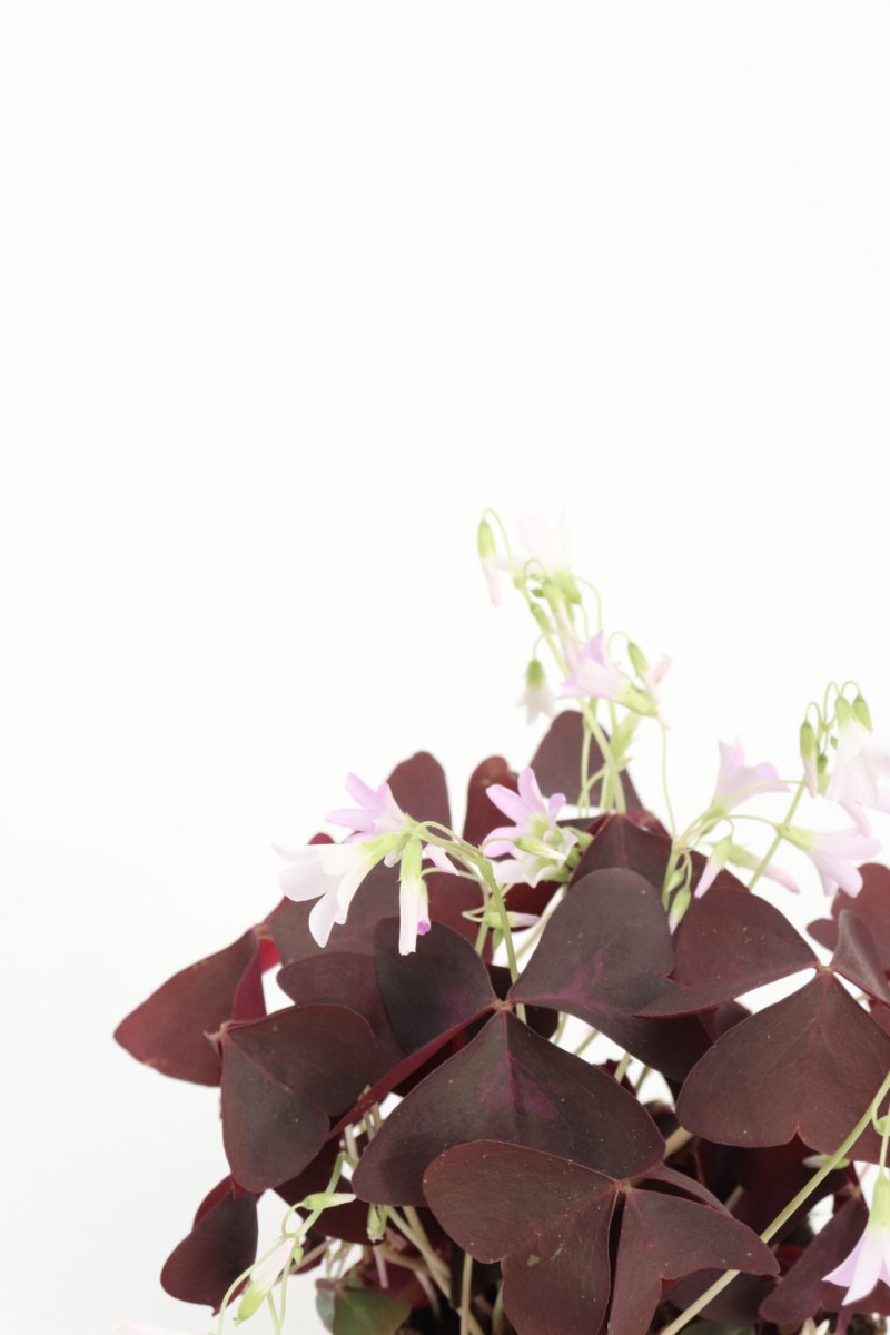 Oxalis triangularis