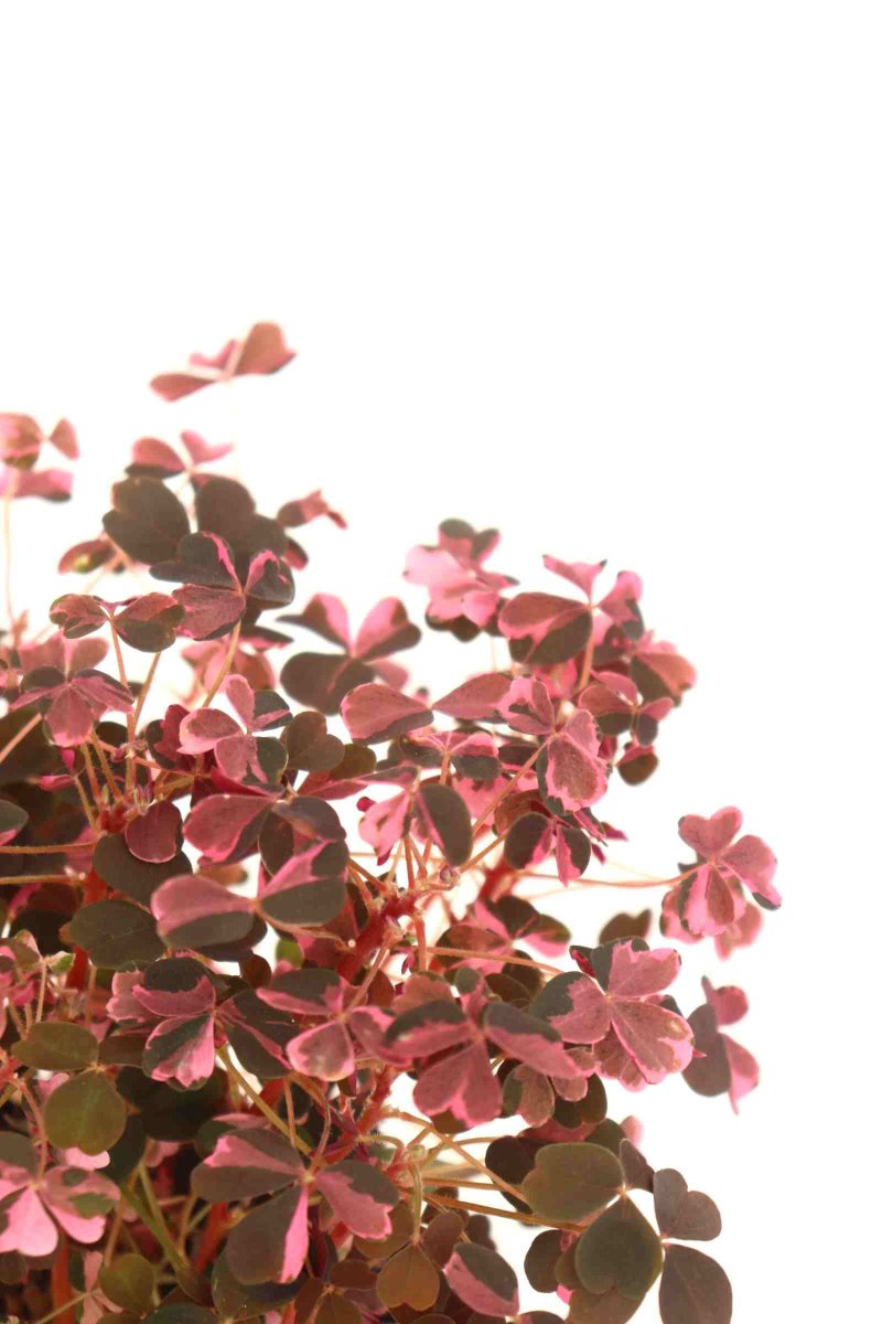 Oxalis vulcanicola ‘Plum Crazy’