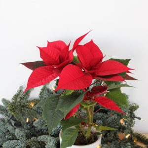 Poinsettia ‘Grande Italia’