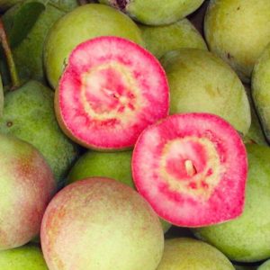 Pereira de SANGUE MELANCIA🍐🩸🍉🇮🇹