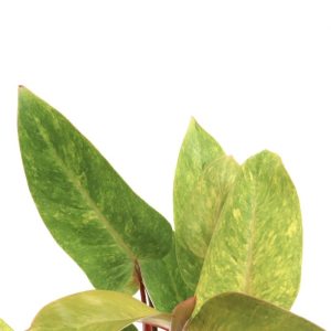 Philodendron ‘Painted Lady’