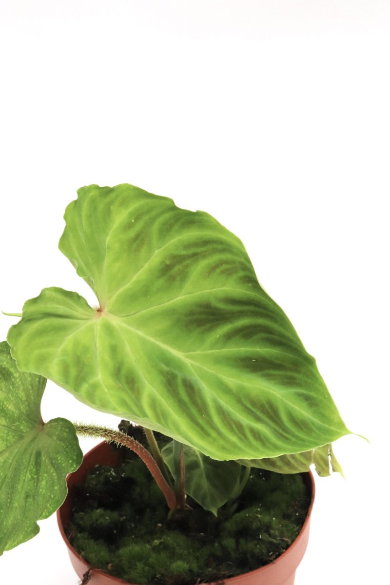Philodendron verrucosum ‘Tambillo’