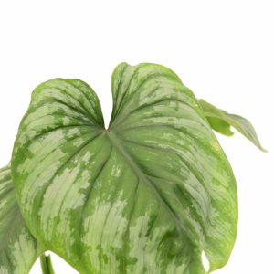Philodendron ‘Mamei’