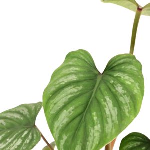 Philodendron ‘Sodiroi’