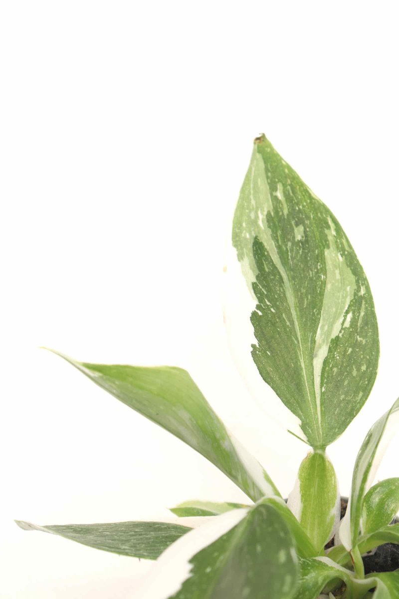 Philodendron erubescens ‘White Wizard’