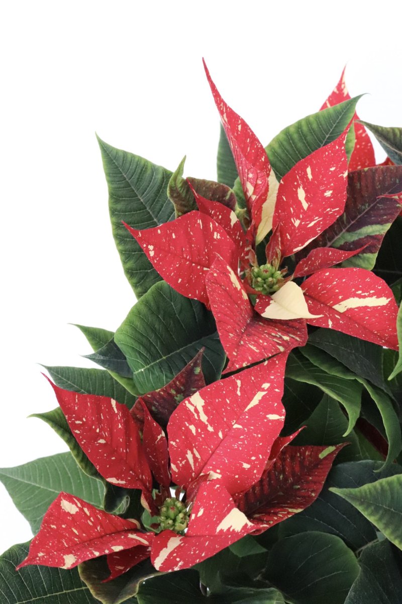 Poinsettia Red Glitter
