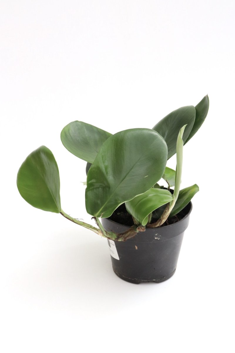 Rhaphidophora decursiva - Image 3
