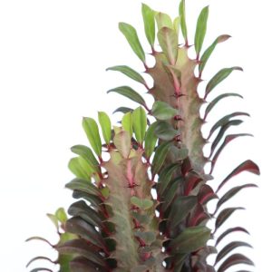 Cacto-candelabro-rubi
