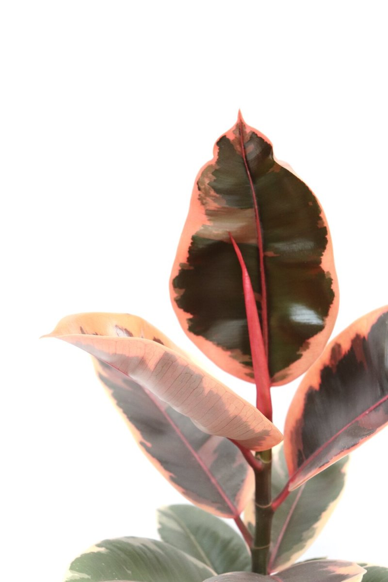 Ficus elastica ‘Belize’ - Image 2