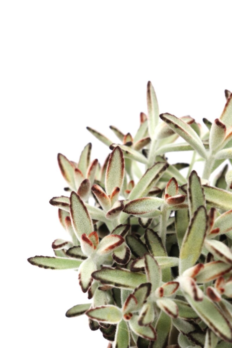 Kalanchoe tomentosa ‘Chocolate Soldier’