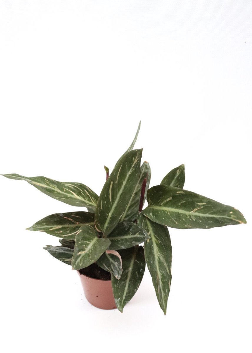 Stromanthe ‘Magic Star’ - Image 4
