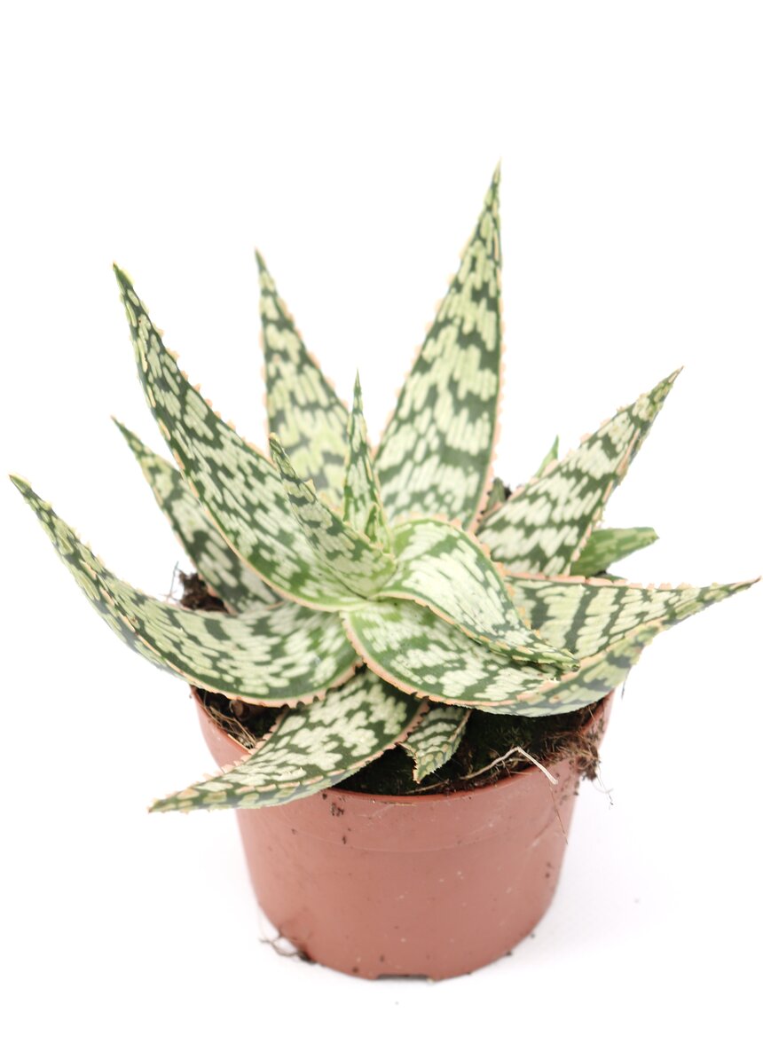 Aloe ‘Wave’ - Image 3