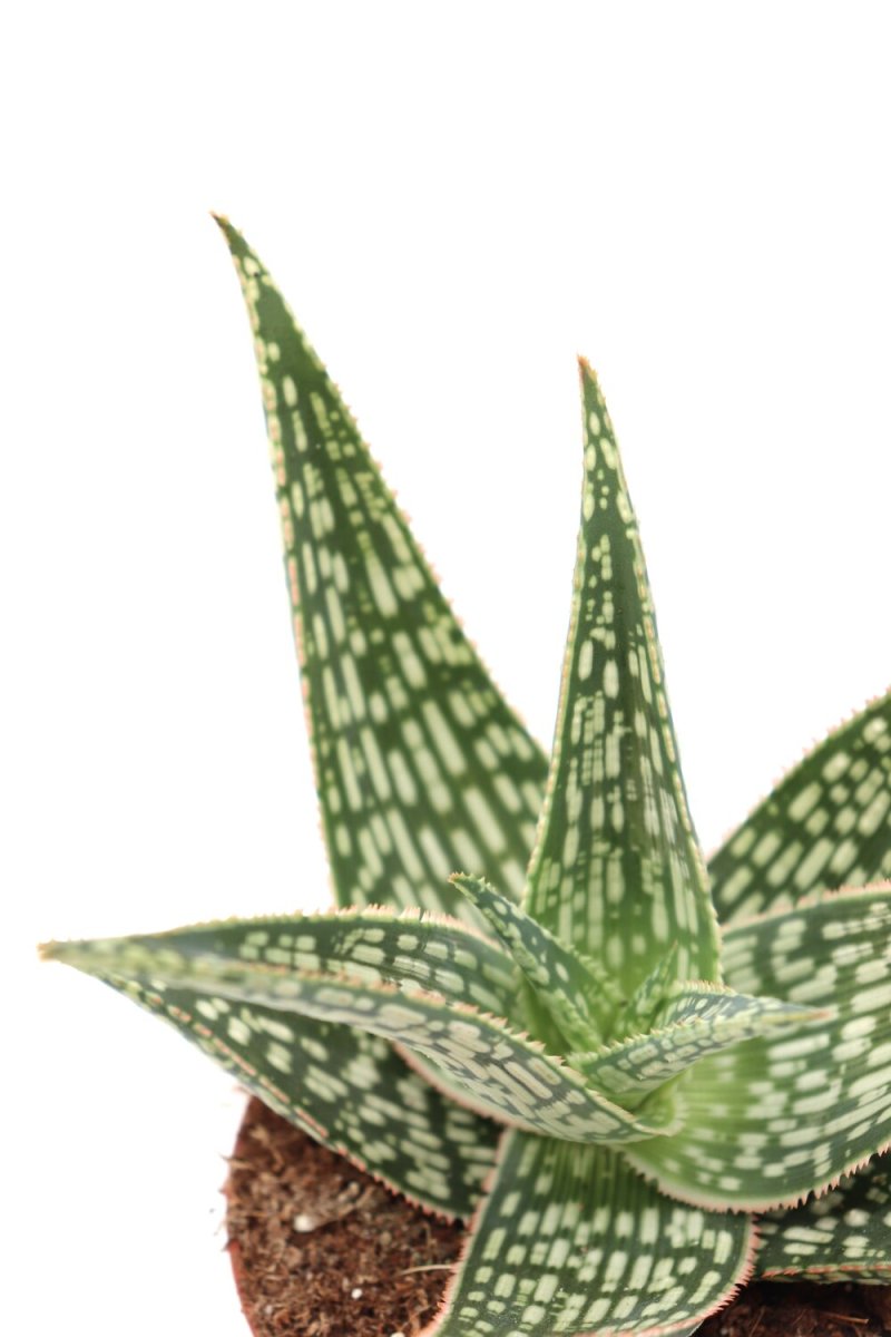 Aloe ‘Red Flame’