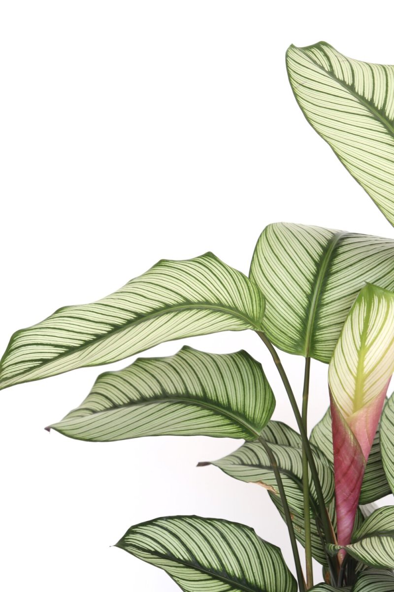 Calathea majestica ‘White Star’