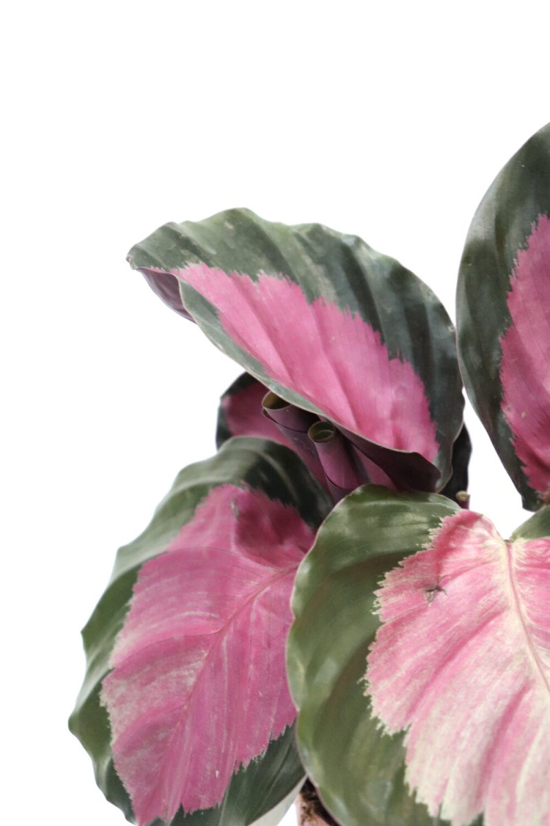 Calathea roseopicta ‘Rosey’