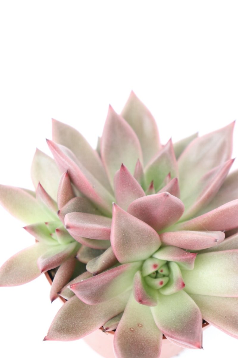 Echeveria agavoides ‘Celestia’ - Image 2