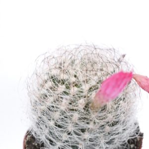 Escobaria orcuttii