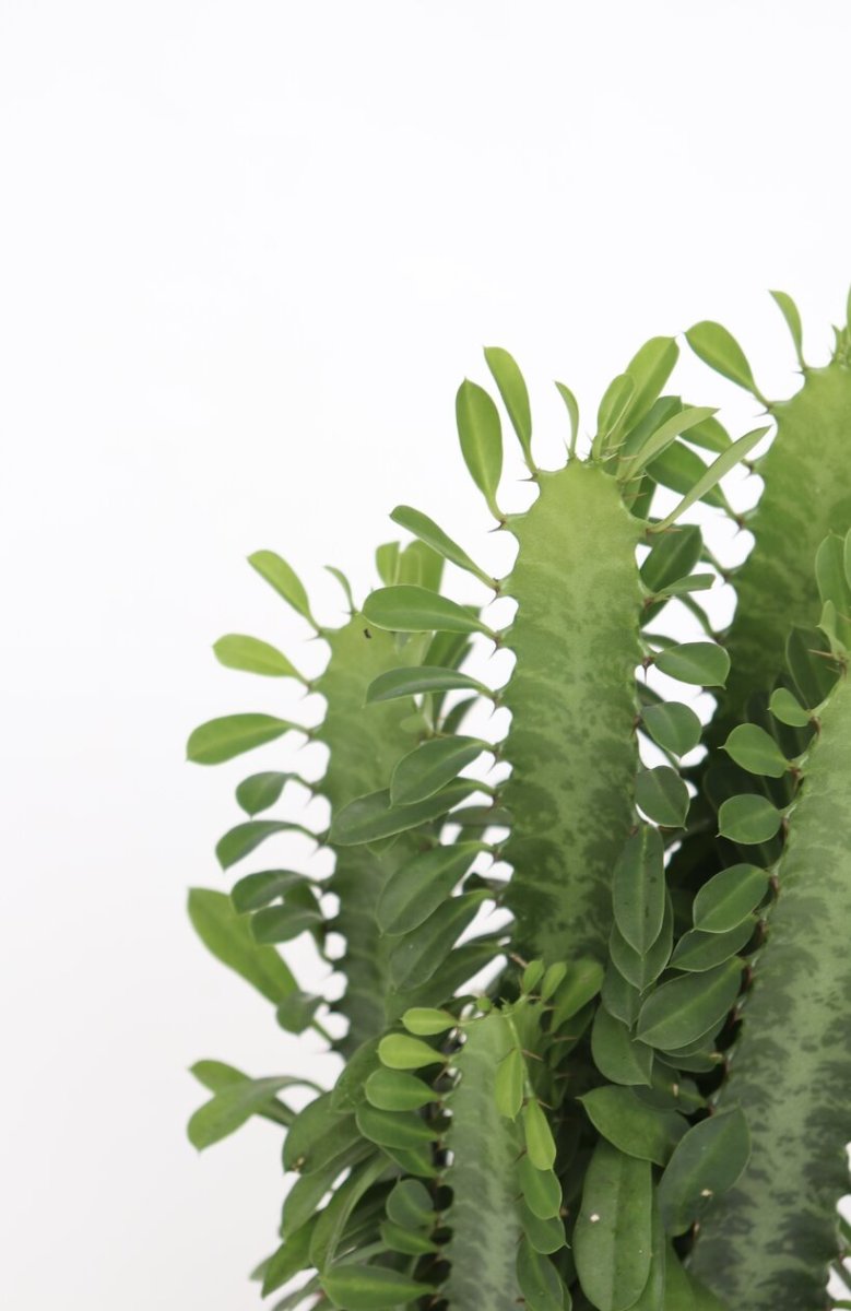 Cacto-candelabro-jade