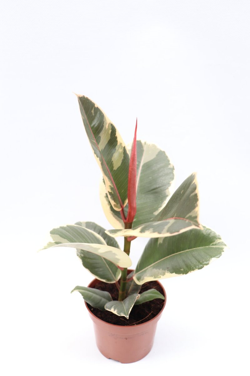 Ficus elastica ‘Tineke’ - Image 4