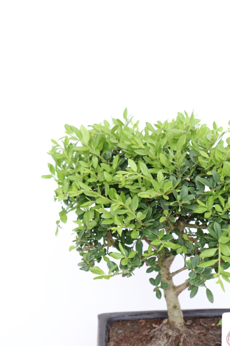 Ilex crenata