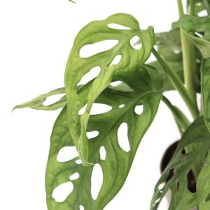 Monstera adansonii