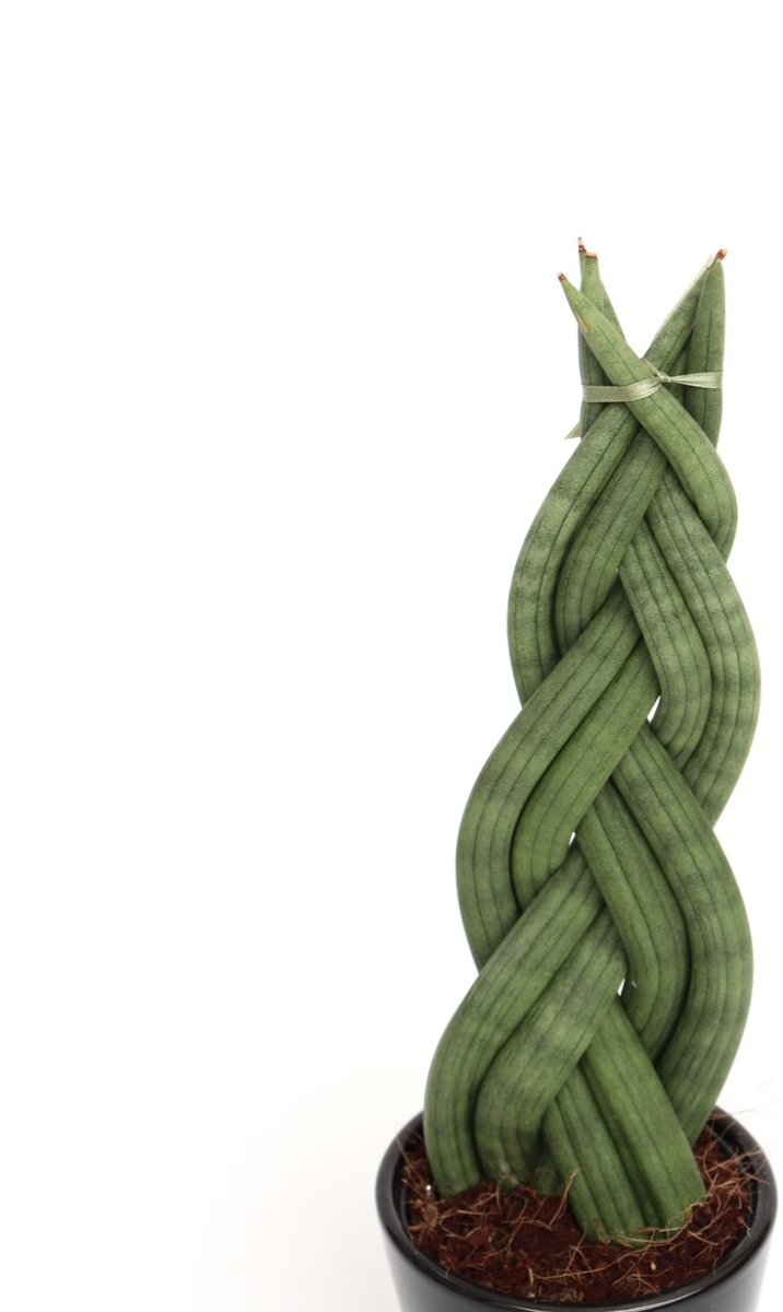 Sansevieria cylindrica ‘Braid’