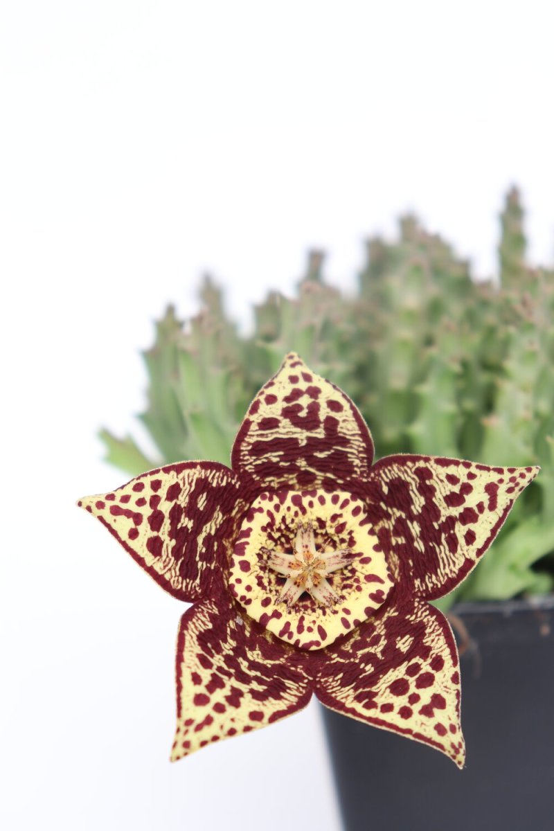 Stapelia variegata - Image 2