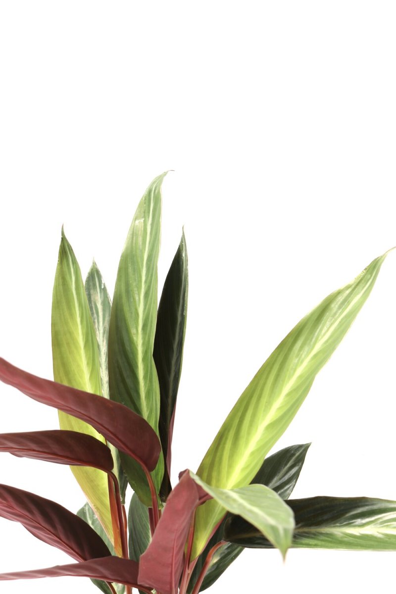 Stromanthe sanguinea