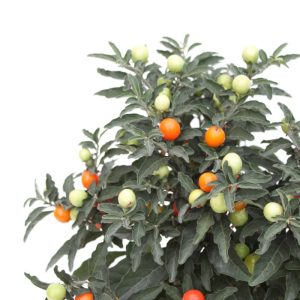 Solanum pseudocapsicum