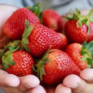 Morangueiros de fruto grande de temporada longa🍓😁📆