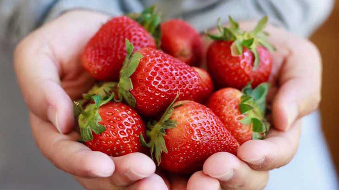 Morangueiros de fruto grande de temporada longa🍓😁📆