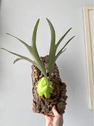 Planta dos Cornos de Alce